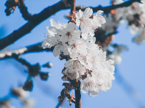 Liguria, Italy – 06/24/2020: Beautiful caption of the cherry tree and other different fruit plants with first amazing winter flowers in the village and an incredible blue sky in the background.