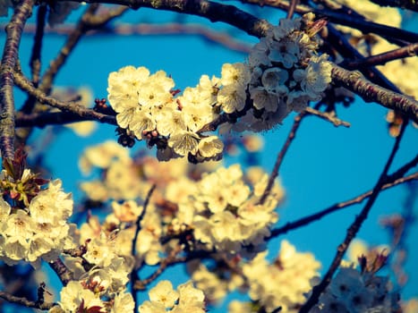 Liguria, Italy – 06/24/2020: Beautiful caption of the cherry tree and other different fruit plants with first amazing winter flowers in the village and an incredible blue sky in the background.