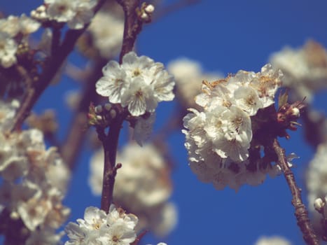 Liguria, Italy – 06/24/2020: Beautiful caption of the cherry tree and other different fruit plants with first amazing winter flowers in the village and an incredible blue sky in the background.