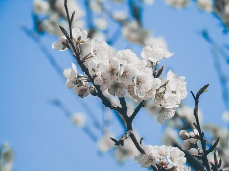 Liguria, Italy – 06/24/2020: Beautiful caption of the cherry tree and other different fruit plants with first amazing winter flowers in the village and an incredible blue sky in the background.