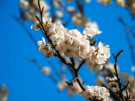 Liguria, Italy – 06/24/2020: Beautiful caption of the cherry tree and other different fruit plants with first amazing winter flowers in the village and an incredible blue sky in the background.