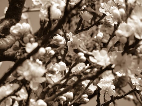 Liguria, Italy – 06/24/2020: Beautiful caption of the cherry tree and other different fruit plants with first amazing winter flowers in the village and an incredible blue sky in the background.