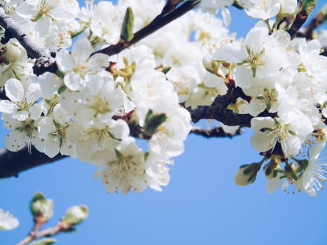 Liguria, Italy – 06/24/2020: Beautiful caption of the cherry tree and other different fruit plants with first amazing winter flowers in the village and an incredible blue sky in the background.