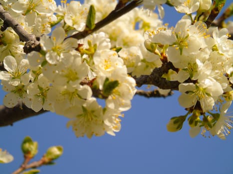 Liguria, Italy – 06/24/2020: Beautiful caption of the cherry tree and other different fruit plants with first amazing winter flowers in the village and an incredible blue sky in the background.