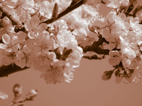 Liguria, Italy – 06/24/2020: Beautiful caption of the cherry tree and other different fruit plants with first amazing winter flowers in the village and an incredible blue sky in the background.