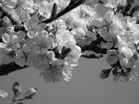 Liguria, Italy – 06/24/2020: Beautiful caption of the cherry tree and other different fruit plants with first amazing winter flowers in the village and an incredible blue sky in the background.