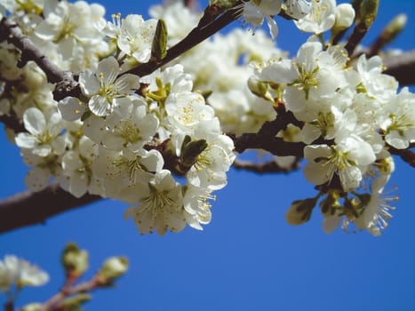 Liguria, Italy – 06/24/2020: Beautiful caption of the cherry tree and other different fruit plants with first amazing winter flowers in the village and an incredible blue sky in the background.