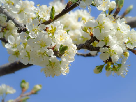 Liguria, Italy – 06/24/2020: Beautiful caption of the cherry tree and other different fruit plants with first amazing winter flowers in the village and an incredible blue sky in the background.