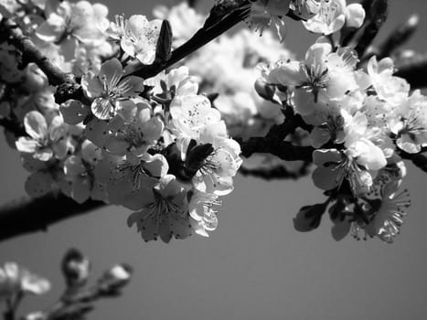 Liguria, Italy – 06/24/2020: Beautiful caption of the cherry tree and other different fruit plants with first amazing winter flowers in the village and an incredible blue sky in the background.