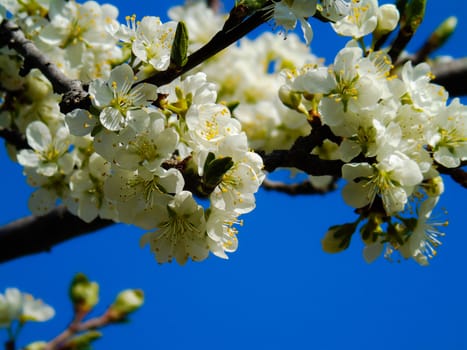 Liguria, Italy – 06/24/2020: Beautiful caption of the cherry tree and other different fruit plants with first amazing winter flowers in the village and an incredible blue sky in the background.