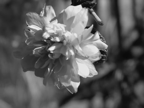 Liguria, Italy – 06/24/2020: Beautiful caption of the cherry tree and other different fruit plants with first amazing winter flowers in the village and an incredible blue sky in the background.