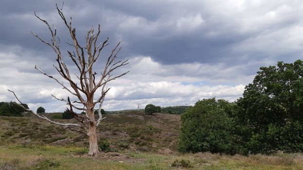 Landscape and nature of National Park Veluwezoom, Postbank surroundings in Gelderland, Netherlands