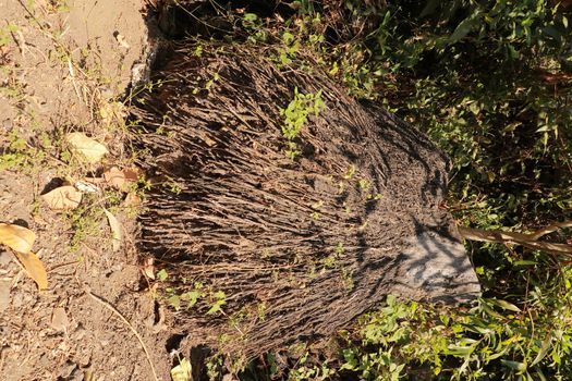 Unbridled tropical vegetation on a tropical island. Abstract art of nature. Root textured Coconut tree or Cocos nucifera L. This is a root with brown.
