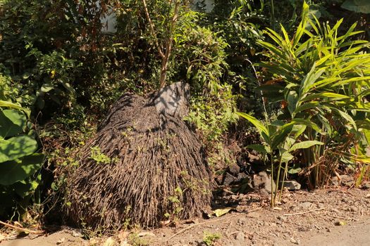 Unbridled tropical vegetation on a tropical island. Abstract art of nature. Root textured Coconut tree or Cocos nucifera L. This is a root with brown.