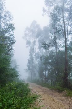 Fog in the forest at the portuguese national park, Geres, Portugal