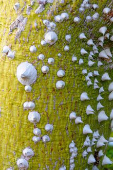 Detail of the texture of an exotic tropical palm tree