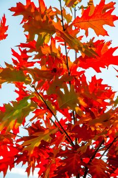 Red leaves during a clean autumn day