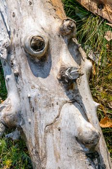 An example of pareidolia: a piece of tree trunk looking like a face. Symbolize the unhappy Nature