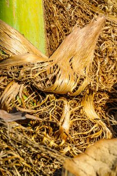 Detail of the texture of an exotic tropical palm tree