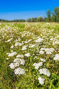 Wild white flowers in a field under the sun