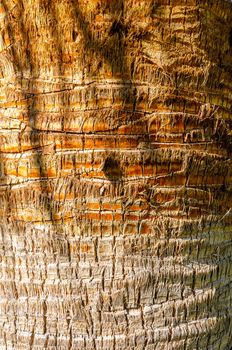 Detail of the texture of an exotic tropical palm tree