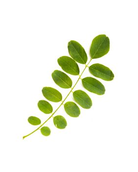 A green Acacia leaf on white background