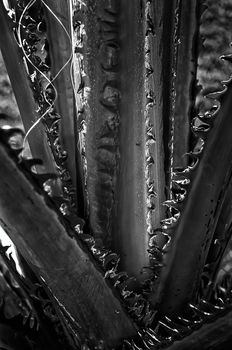 Detail of the texture of an exotic tropical palm tree