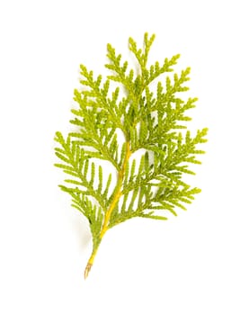 A green Thuja (cedar) leaf detail on white background