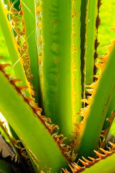 Detail of the texture of an exotic tropical palm tree