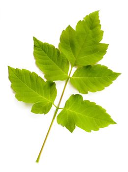 The Acer Negundo is a Green Maple tree cultivar. Here the leaves on white background