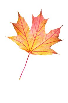 Red, orange and yellow maple leaf on a cut trunk, in the forest in autumn