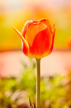 A delicate red Tulip under the warm spring sun rays