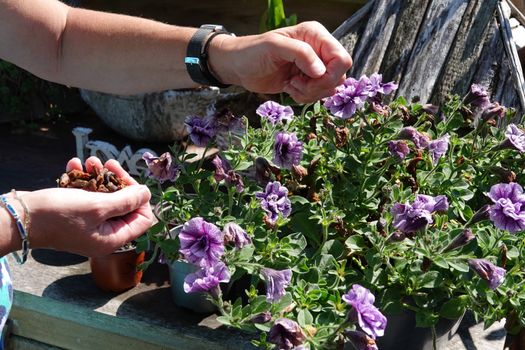Petunia trailing,woman dead heading picking off dead flowers with her hands in a english garden full of flowers