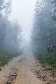 Fog in the forest at the portuguese national park, Geres, Portugal