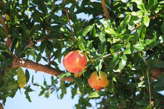 Many pomegranate fruits on tree in a farm garden