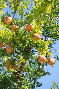 Many pomegranate fruits on tree in a farm garden