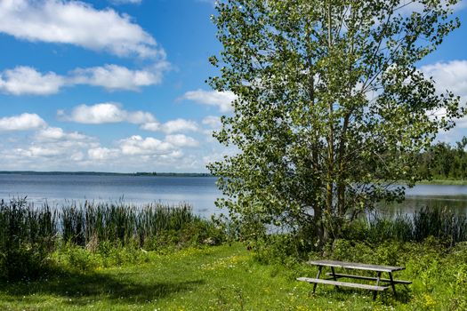 A beautiful alder tree grows on the shore near the lake, and under it, on the lawn, is a table with two benches