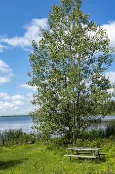 A beautiful alder tree grows on the shore near the lake, and under it, on the lawn, is a table with two benches