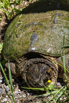 A yellow-eyed swamp turtle crawls from the swamp along the wet grass to clear lake water