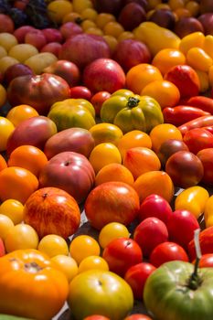 Various types of organic tomatoes