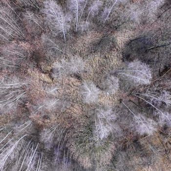 Abstract aerial photograph of leafless trees, taken vertically, distorted, made with drone