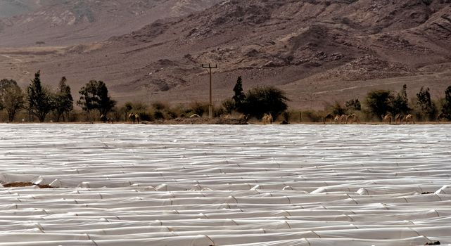 Tomatoes and aubergines grown under foil tunnels in the Jordan Desert, middle east
