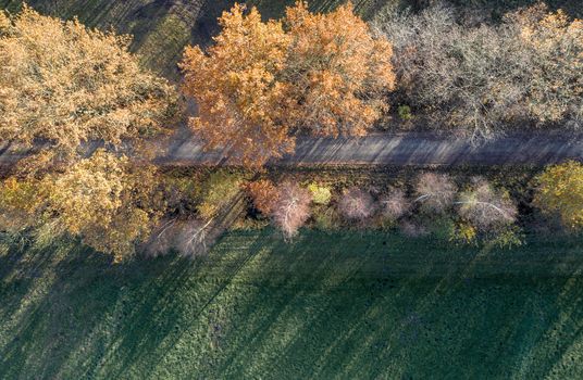 Abstract aerial photo of autumnal coloured trees, which are in a straight line next to a street at the edge of a meadow area, made with drone