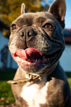 French bulldog puppy little dog grey garden . High quality photo