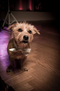 dog on dance floor party pet wedding bow tie . High quality photo