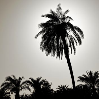 Silhouette of a large palm tree in the back light, photographed on the beach of Aqaba, Jordan, middle east