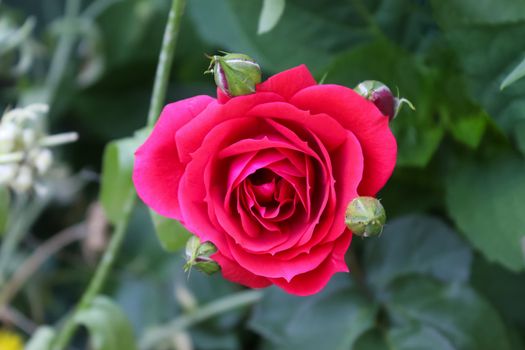 Top view of red and pink rose flower in a roses garden with a soft focus background.