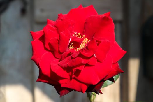 Top view of red and pink rose flower in a roses garden with a soft focus background.