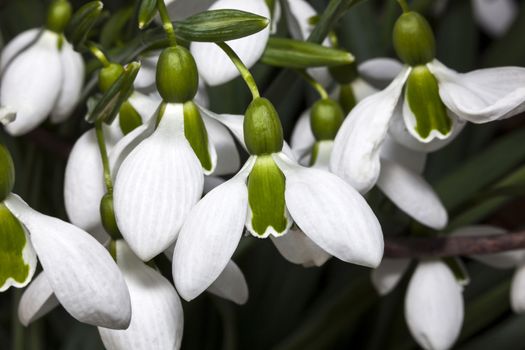 Galanthus x hybridus 'Merlin' (snowdrop) a species of snowdrop often found in early spring gardens