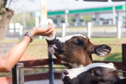 Closeup - Baby cow feeding on milk bottle by hand men in Thailand rearing farm.